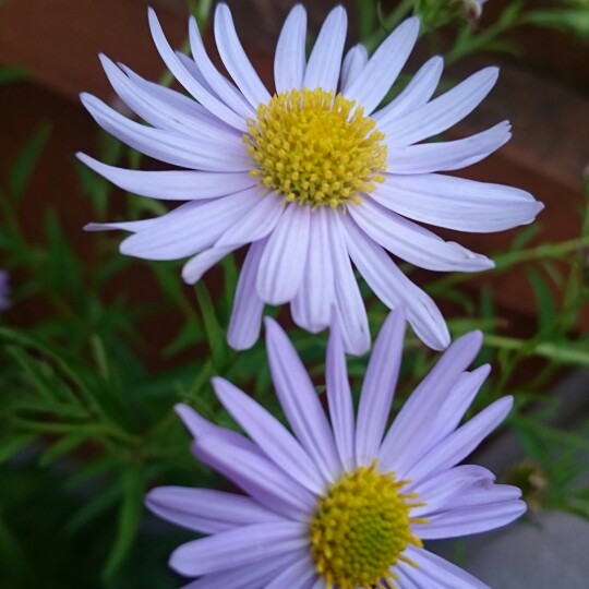 Kalimeris Incisa Charlotte in the GardenTags plant encyclopedia Korean Aster Charlotte in the GardenTags plant encyclopedia