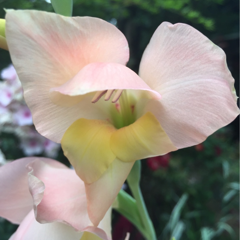 Gladiolus delenii Bolivian Peach in the GardenTags plant encyclopedia Gladioli Bolivian Peach in the GardenTags plant encyclopedia