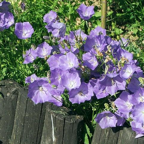 Carpathian Bellflower Jewel in the GardenTags plant encyclopedia