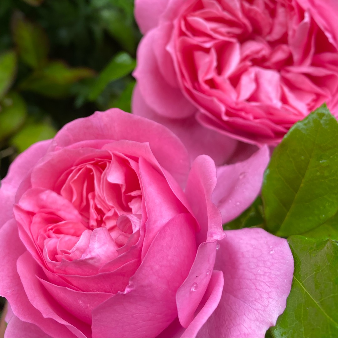 Rosa 