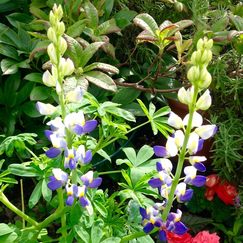 Lupinus cruickshankii Sunrise in the GardenTags plant encyclopedia Lupin Sunrise in the GardenTags plant encyclopedia