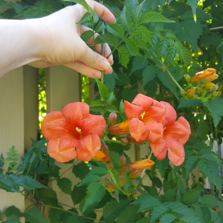 Campsis x tagliabuana Dancing Flame in the GardenTags plant encyclopedia Trumpet Vine Dancing Flame in the GardenTags plant encyclopedia