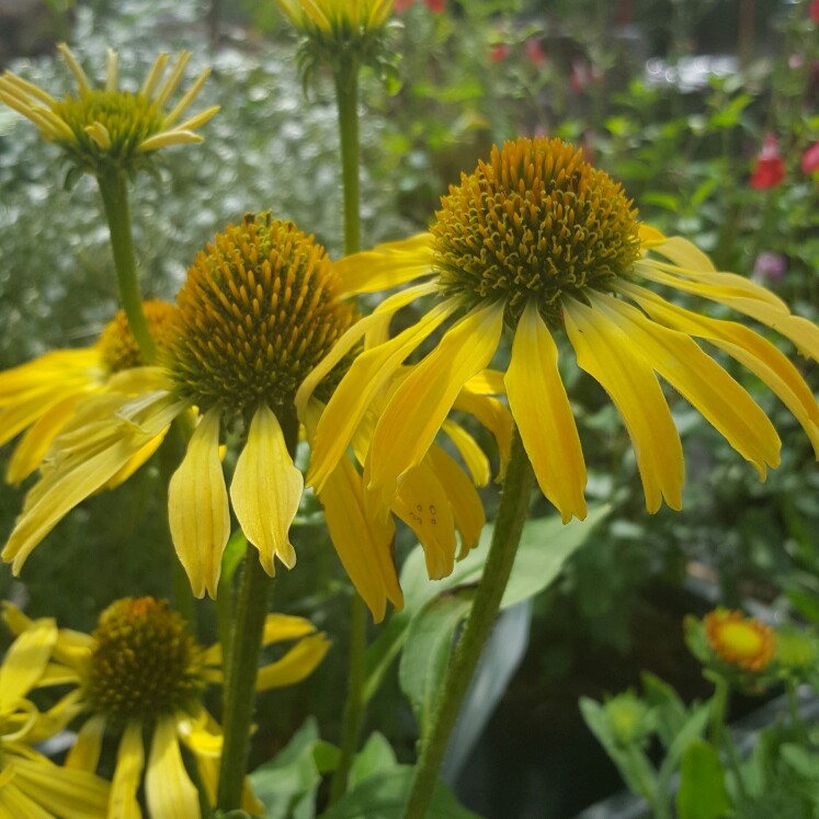 Echinacea Skipper Yellow in the GardenTags plant encyclopedia Coneflower Skipper Yellow in the GardenTags plant encyclopedia