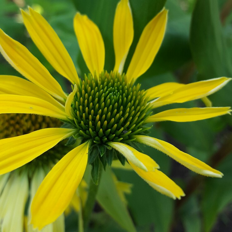 Echinacea Golden Skipper (Butterfly Series) in the GardenTags plant encyclopedia Coneflower Golden Skipper in the GardenTags plant encyclopedia