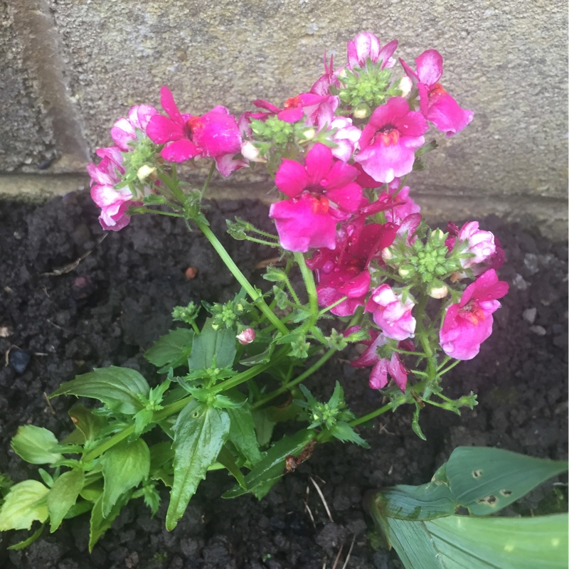 Nemesia Lyric Cherry in the GardenTags plant encyclopedia Nemesia Lyric Cherry in the GardenTags plant encyclopedia