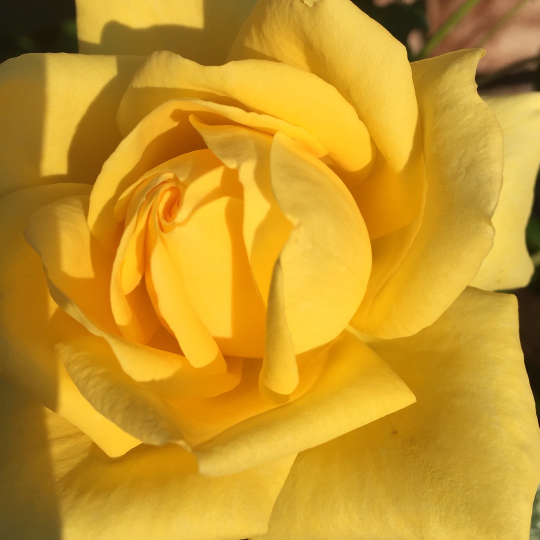 Rosa Chewability syn. Rosa Gardeners Glory in the GardenTags plant encyclopedia Rose Gardeners Glory (Climbing) in the GardenTags plant encyclopedia