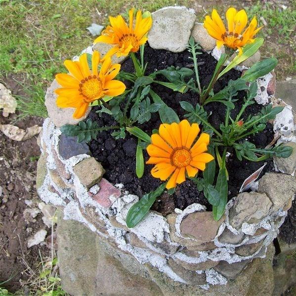 Gazania Daybreak Bright Orange in the GardenTags plant encyclopedia Treasure Flower Daybreak Bright Orange in the GardenTags plant encyclopedia