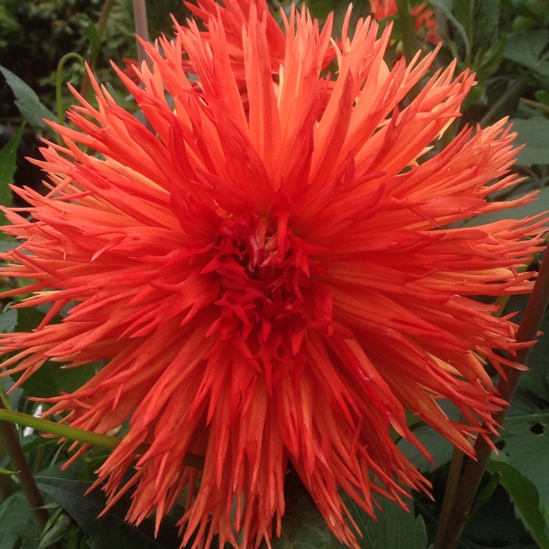 Dahlia Mels Orange Marmalade in the GardenTags plant encyclopedia Dahlia Mels Orange Marmalade (Fimbriated) in the GardenTags plant encyclopedia