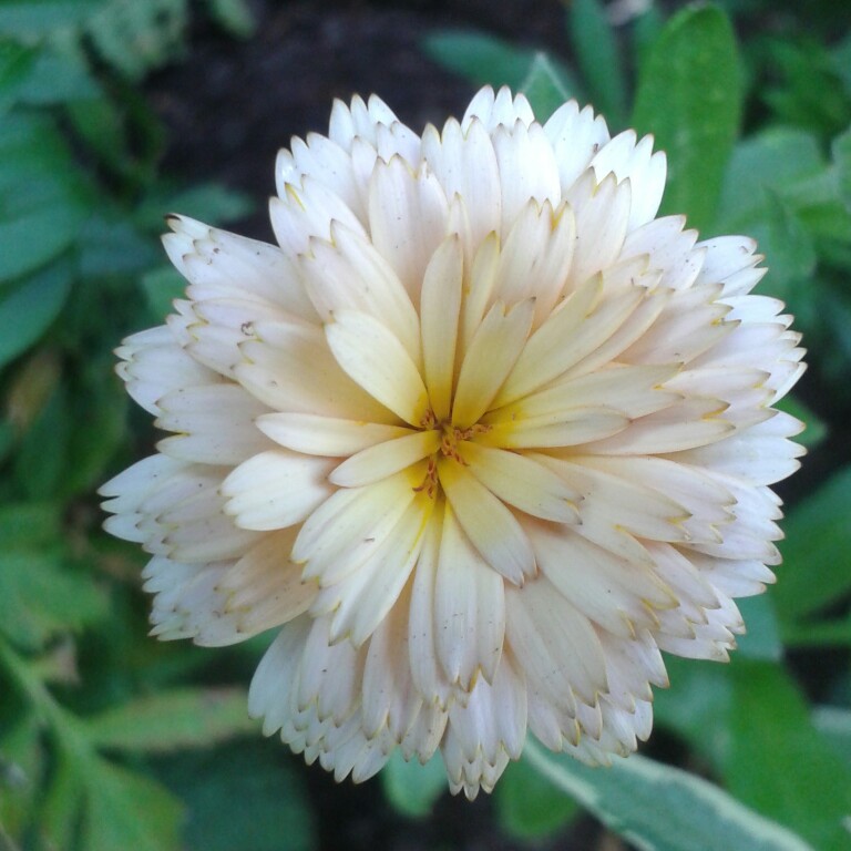 Calendula Banana Blizzard in the GardenTags plant encyclopedia Pot Marigold Banana Blizzard in the GardenTags plant encyclopedia