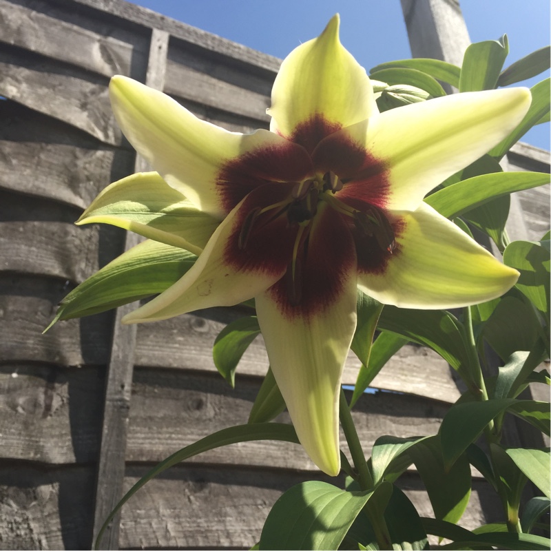 Lilium Kushi Maya in the GardenTags plant encyclopedia Lily Kushi Maya (Other) in the GardenTags plant encyclopedia