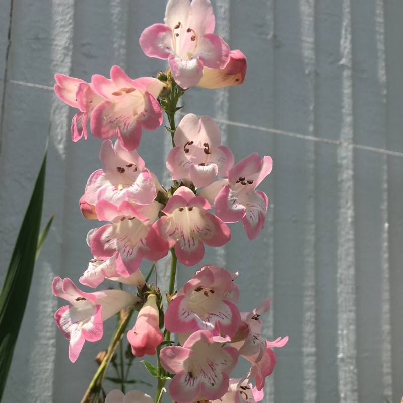 Penstemon Osprey in the GardenTags plant encyclopedia Beardtongue Osprey in the GardenTags plant encyclopedia