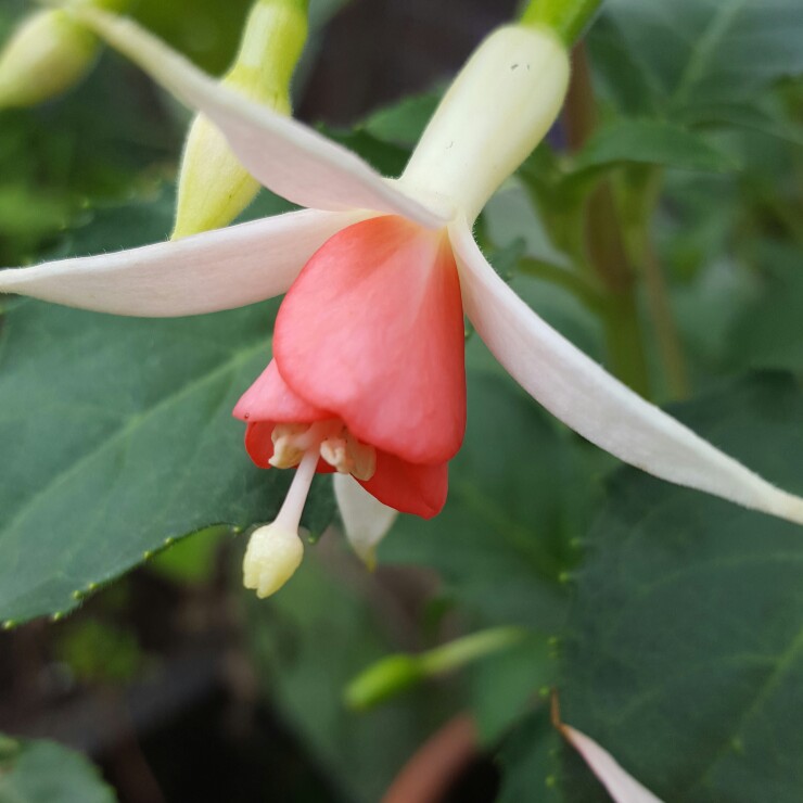 Fuchsia Jennifer Anne in the GardenTags plant encyclopedia Fuchsia Jennifer Anne in the GardenTags plant encyclopedia