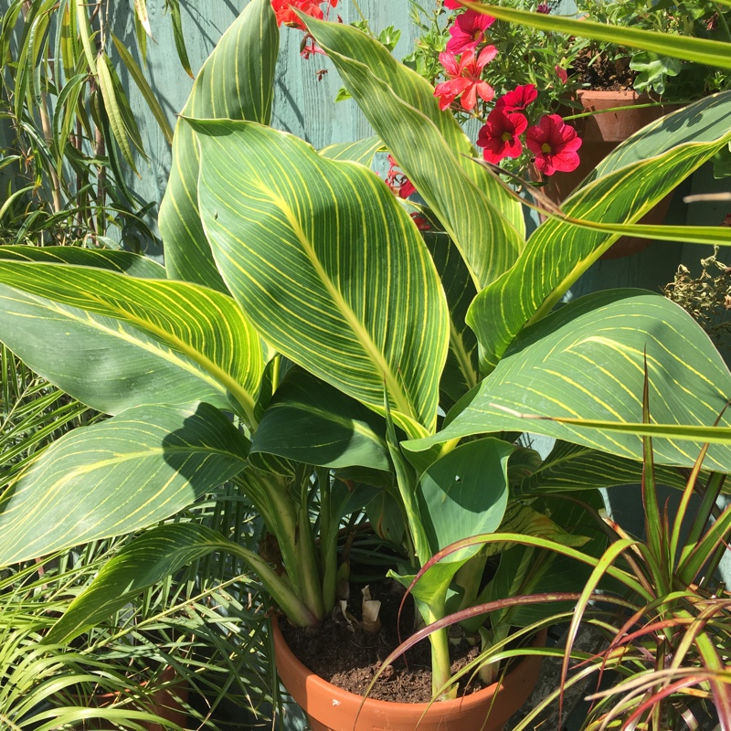 Canna Mactro syn. Canna Tropicanna Gold in the GardenTags plant encyclopedia Canna Tropicanna Gold in the GardenTags plant encyclopedia