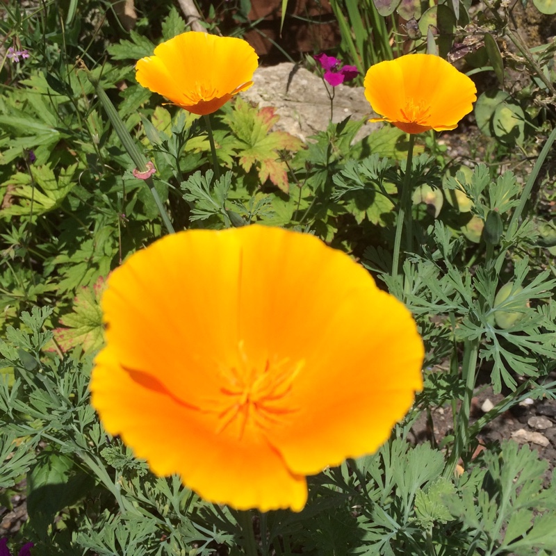 California Poppy Orange King in the GardenTags plant encyclopedia