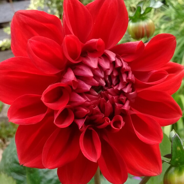 Dahlia Arnhem in the GardenTags plant encyclopedia Dahlia Arnhem (Decorative) in the GardenTags plant encyclopedia