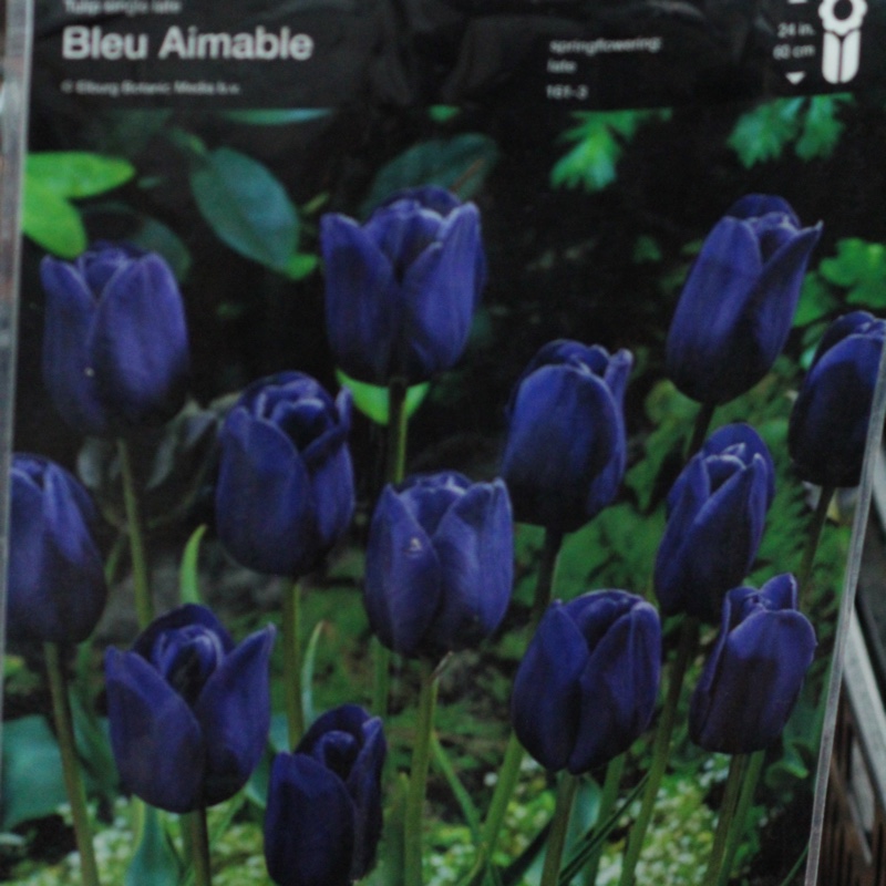 Tulipa Bleu Aimable in the GardenTags plant encyclopedia Tulip Bleu Aimable (Single Late) in the GardenTags plant encyclopedia