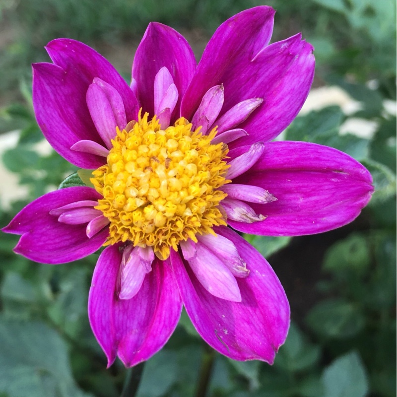 Dahlia Ms Bee Haven in the GardenTags plant encyclopedia Dahlia Ms Bee Haven in the GardenTags plant encyclopedia
