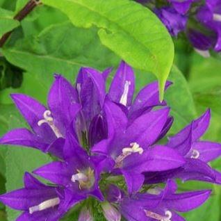 Campanula glomerata Superba in the GardenTags plant encyclopedia Clustered Bellflower Superba in the GardenTags plant encyclopedia