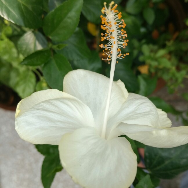Hibiscus rosa-sinensis Dainty White in the GardenTags plant encyclopedia Hibiscus Dainty White in the GardenTags plant encyclopedia