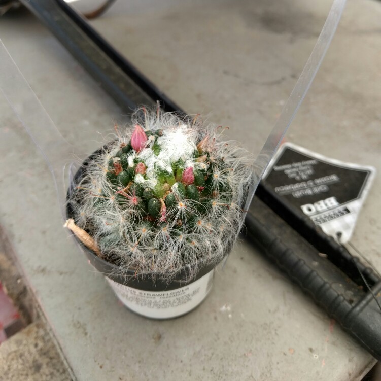 Mammillaria bocasana Roseiflora in the GardenTags plant encyclopedia Powder Puff Cactus Roseiflora in the GardenTags plant encyclopedia