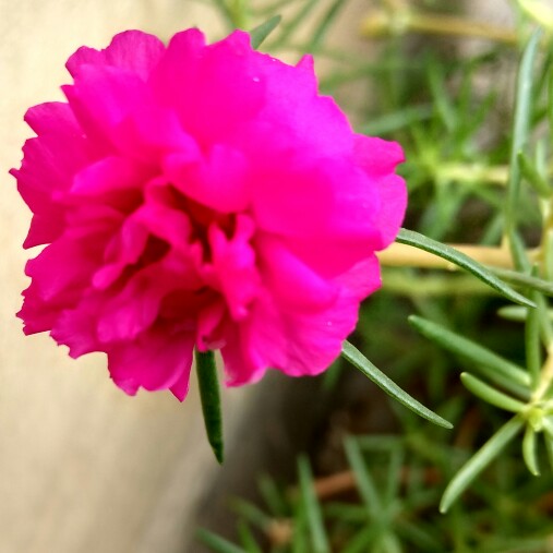 Pink Portulaca in the GardenTags plant encyclopedia
