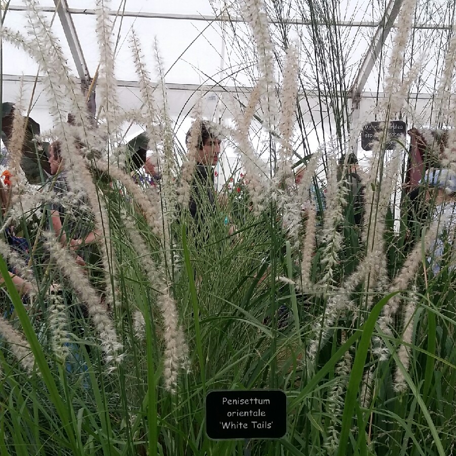 Pennisetum orientale White Tails in the GardenTags plant encyclopedia Oriental Fountain Grass in the GardenTags plant encyclopedia