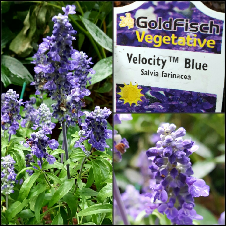Salvia farinacea Velocity Blue in the GardenTags plant encyclopedia Salvia Velocity Blue in the GardenTags plant encyclopedia