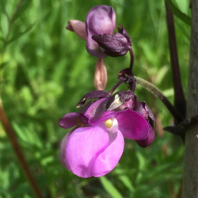 Phaseolus Vulgaris Carminat in the GardenTags plant encyclopedia Climbing French Bean Carminat in the GardenTags plant encyclopedia