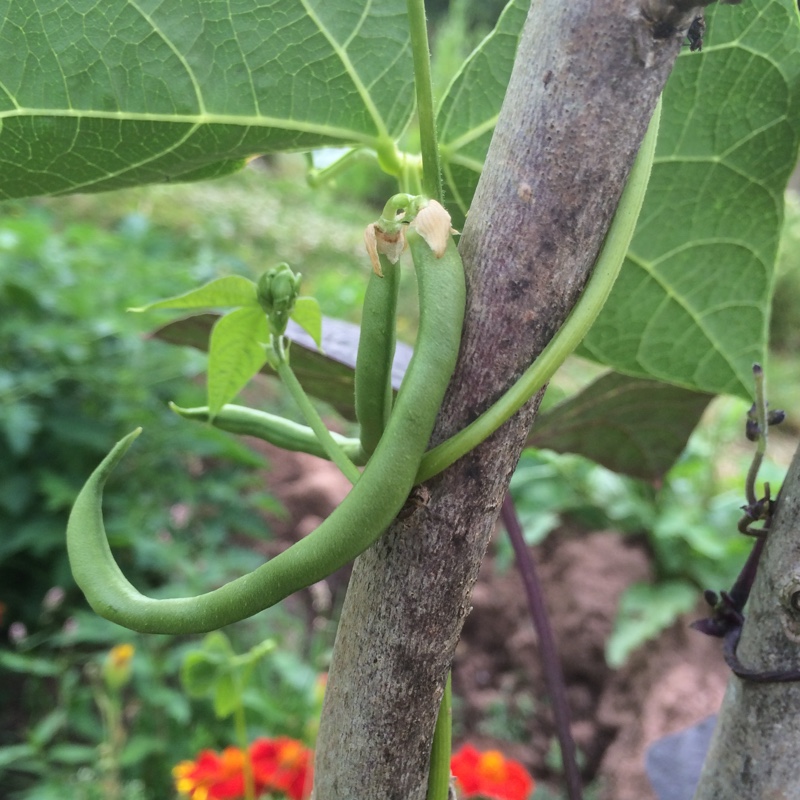 Phaseolus Vulgaris Monte Cristo in the GardenTags plant encyclopedia Climbing French Bean Monte Cristo in the GardenTags plant encyclopedia