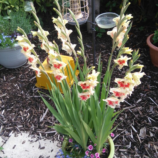 Gladiolus Lowland Queen in the GardenTags plant encyclopedia Gladioli Lowland Queen (Large-flowered) in the GardenTags plant encyclopedia
