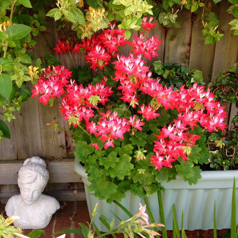 Pelargonium Fiworewhi (Fireworks Series) syn. Pelargonium Fireworks Red-White in the GardenTags plant encyclopedia Pelargonium Fireworks Red-White (Zonal) in the GardenTags plant encyclopedia