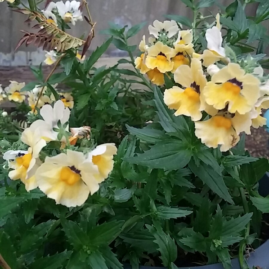Nemesia Elite Lemon in the GardenTags plant encyclopedia Nemesia Elite Lemon in the GardenTags plant encyclopedia