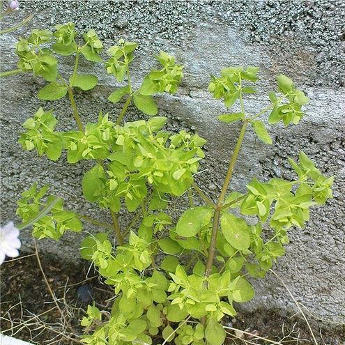Euphorbia peplus in the GardenTags plant encyclopedia Milkweed in the GardenTags plant encyclopedia