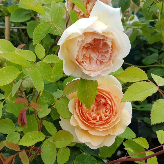 Rosa Bathsheba in the GardenTags plant encyclopedia Rose Bathsheba in the GardenTags plant encyclopedia