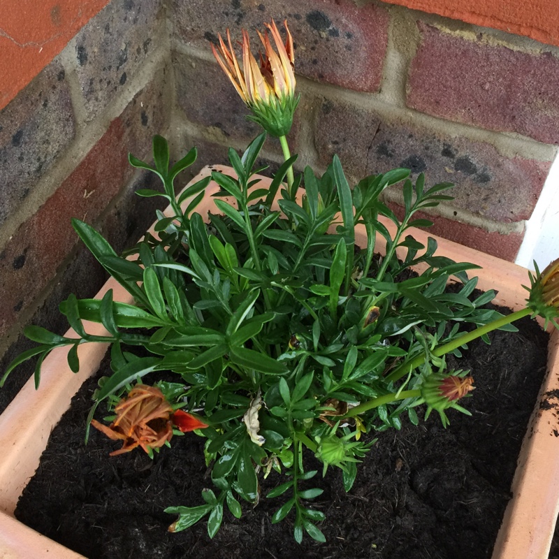 Gazania rigens Giant Bronze Striped in the GardenTags plant encyclopedia Treasure Flower Giant Bronze Striped in the GardenTags plant encyclopedia