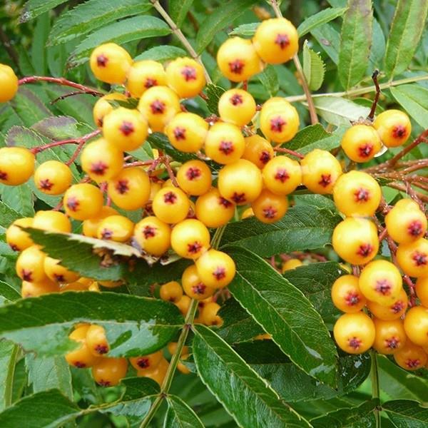 Sorbus Sunshine in the GardenTags plant encyclopedia Yellow Berried Rowan in the GardenTags plant encyclopedia