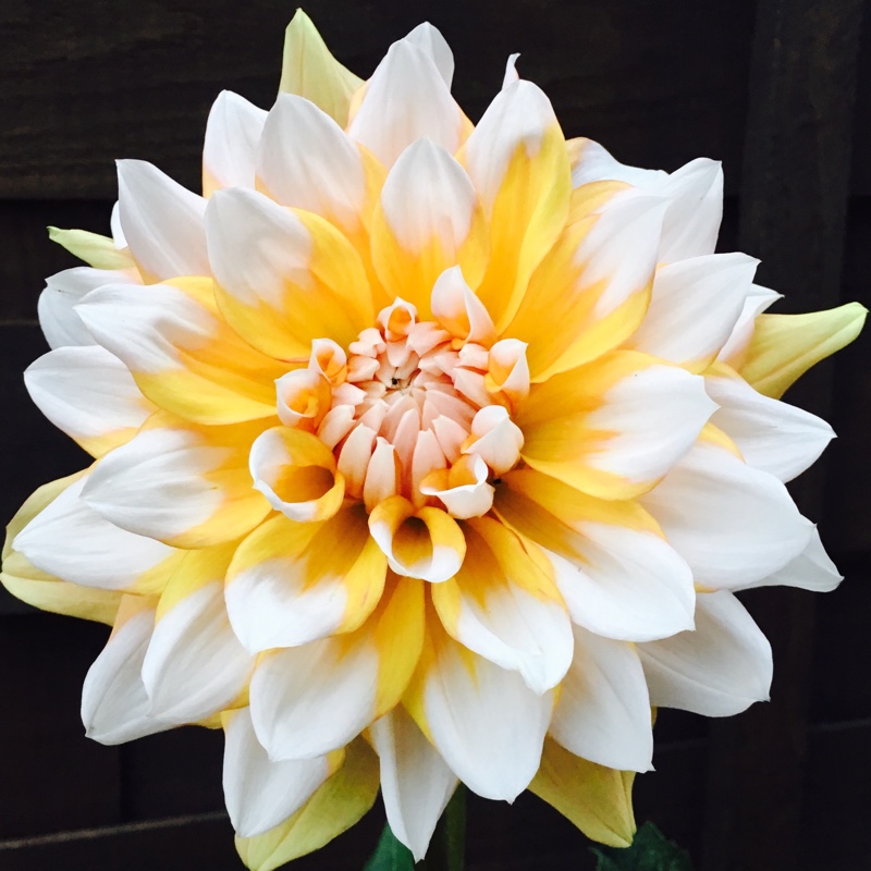 Dahlia Seattle in the GardenTags plant encyclopedia