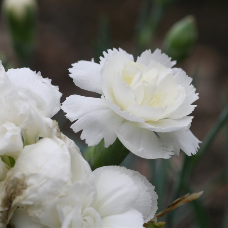 Dianthus plumarius Haytor White in the GardenTags plant encyclopedia Pink Haytor White in the GardenTags plant encyclopedia