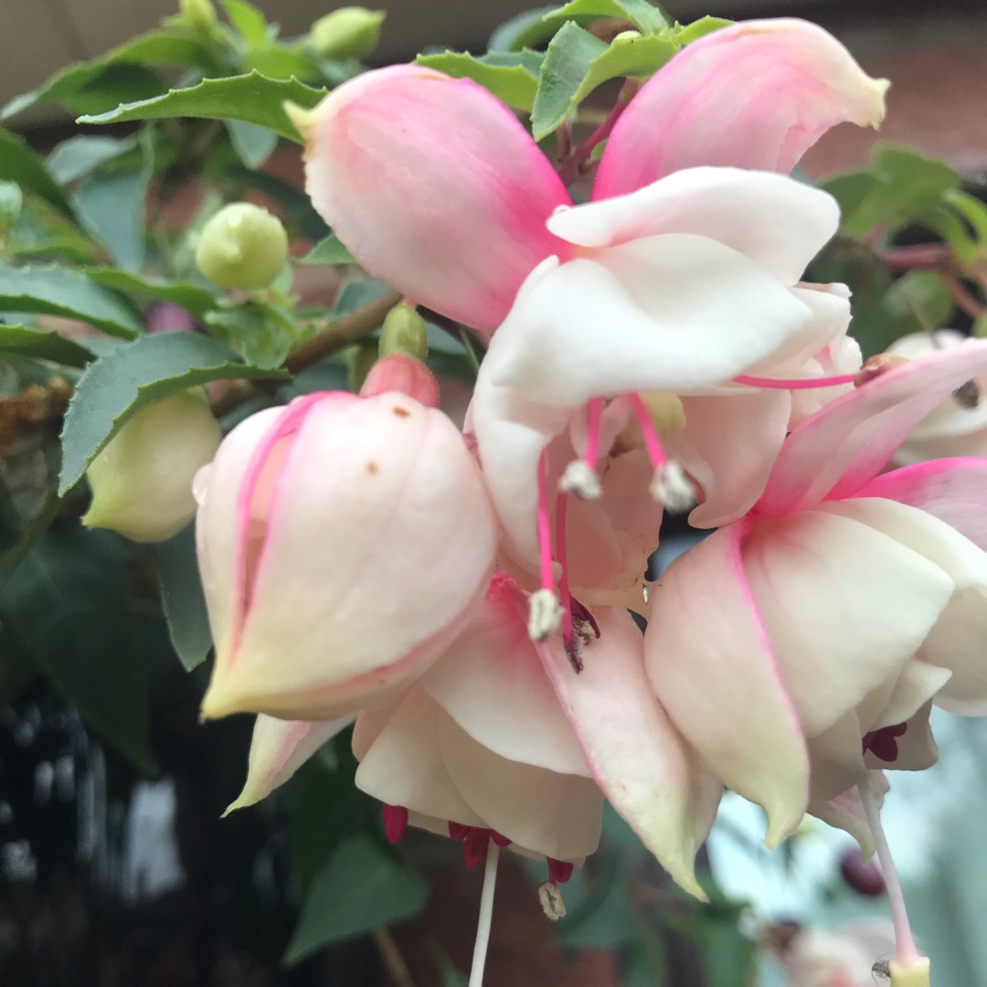 Fuchsia Trudi Davro in the GardenTags plant encyclopedia Fuchsia Trudi Davro in the GardenTags plant encyclopedia