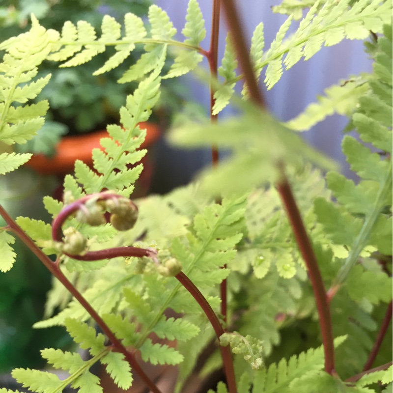 Athyrium filix-femina var. augustum Lady In Red in the GardenTags plant encyclopedia Northern Lady Fern Lady In Red in the GardenTags plant encyclopedia