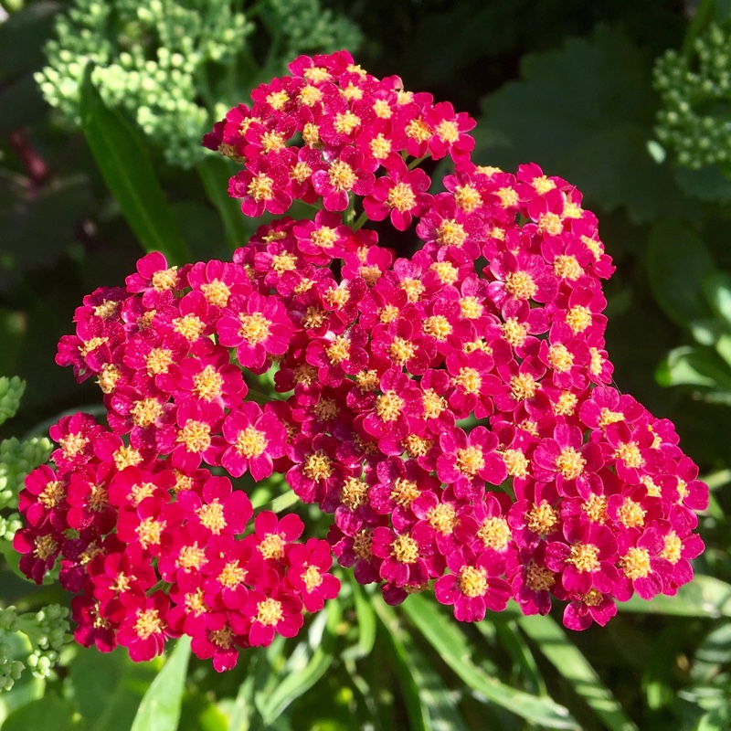 Achillea millefolium Summerwine in the GardenTags plant encyclopedia Yarrow Summerwine in the GardenTags plant encyclopedia