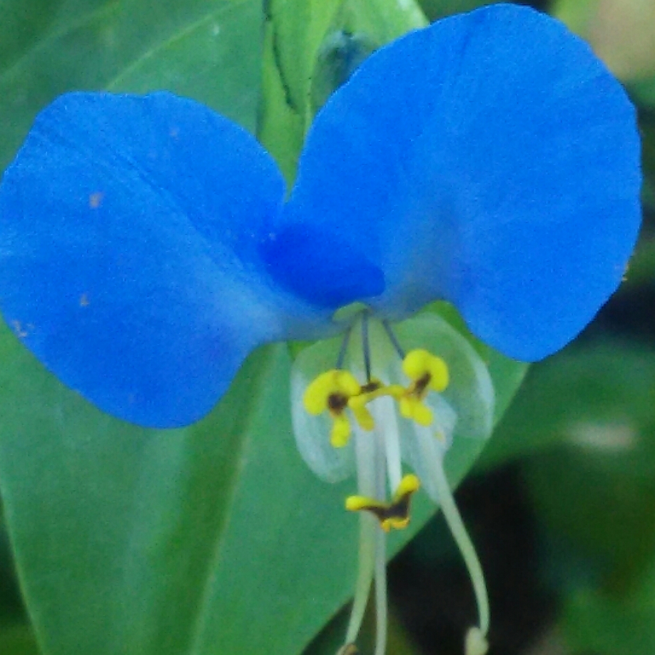 Commelina cyanea in the GardenTags plant encyclopedia Scurvy Weed in the GardenTags plant encyclopedia