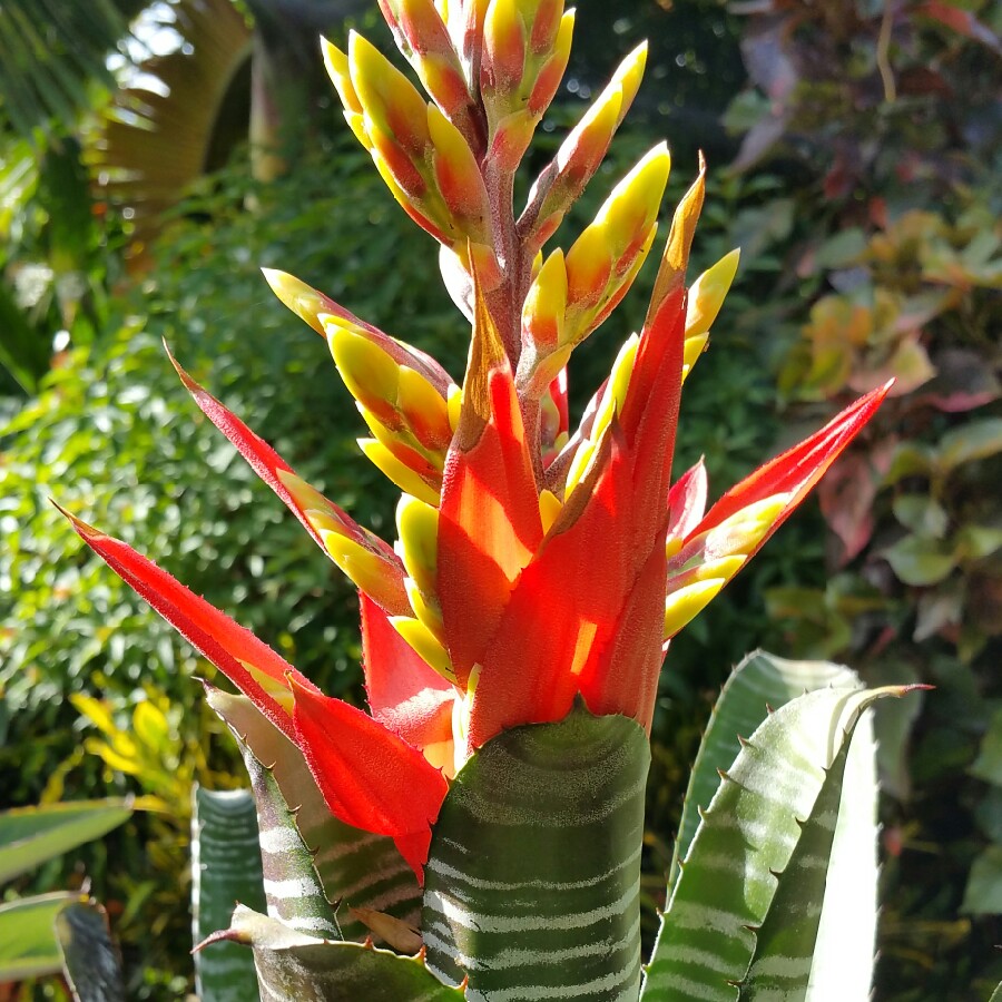 Aechmea chantinii in the GardenTags plant encyclopedia Black Chantinii bromeliad in the GardenTags plant encyclopedia