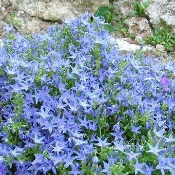 Campanula poscharskyana Stella in the GardenTags plant encyclopedia Serbian bellflower in the GardenTags plant encyclopedia