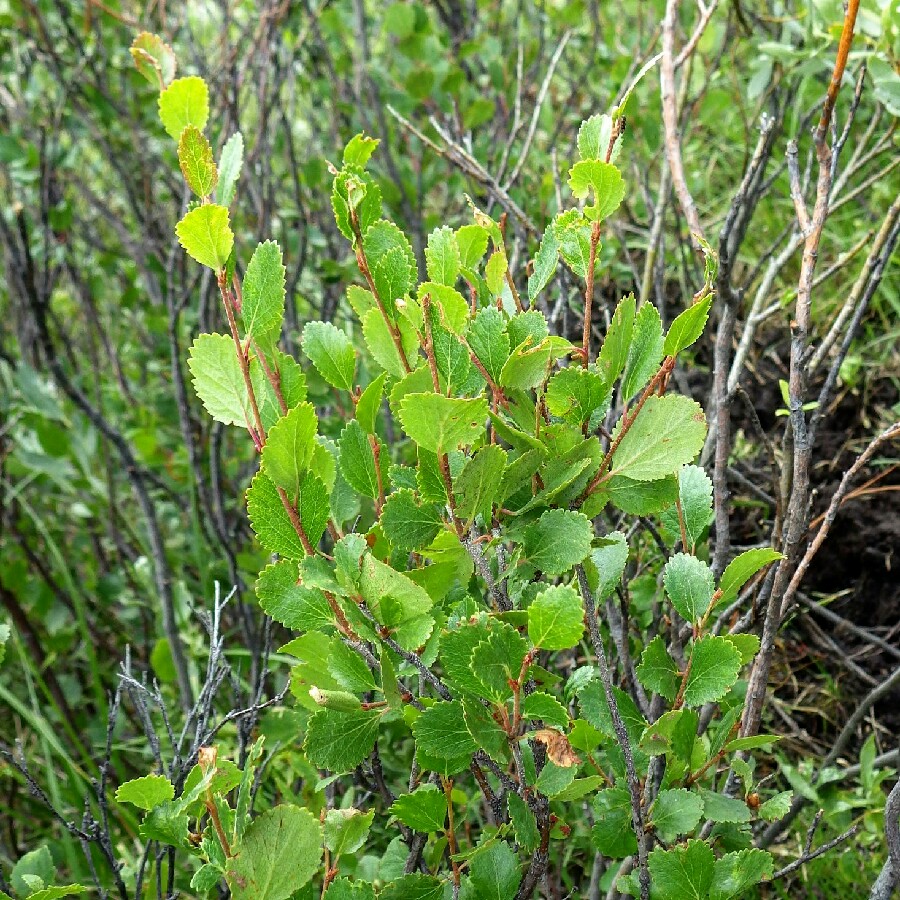 Betula glandulosa in the GardenTags plant encyclopedia American Dwarf Birch in the GardenTags plant encyclopedia