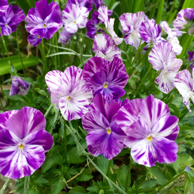Viola Elaine Quinn in the GardenTags plant encyclopedia Pansy Elaine Quinn in the GardenTags plant encyclopedia