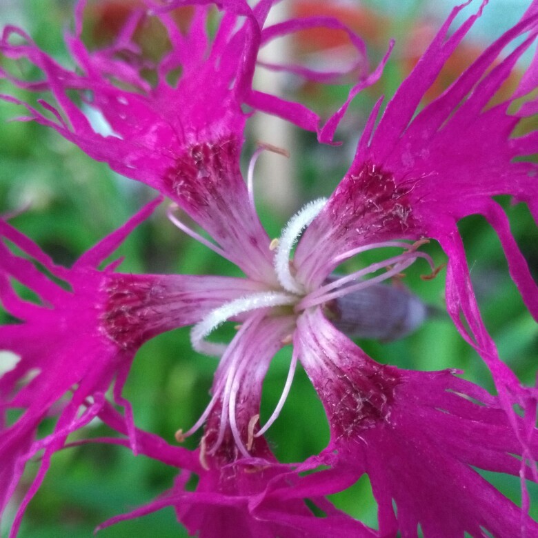 Dianthus chinensis Edwardiana in the GardenTags plant encyclopedia China Pink Edwardiana in the GardenTags plant encyclopedia