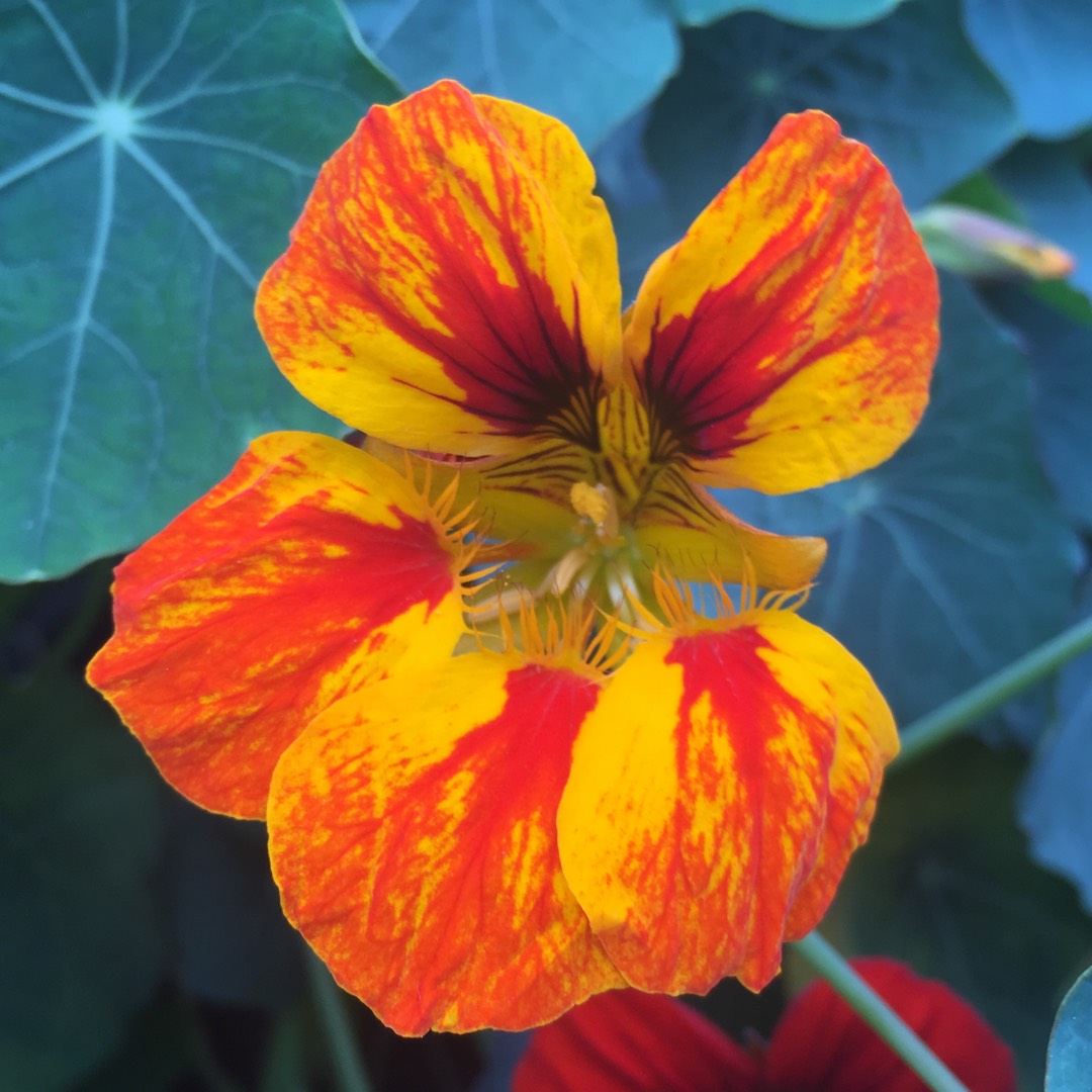 Nasturtium Empress of India in the GardenTags plant encyclopedia