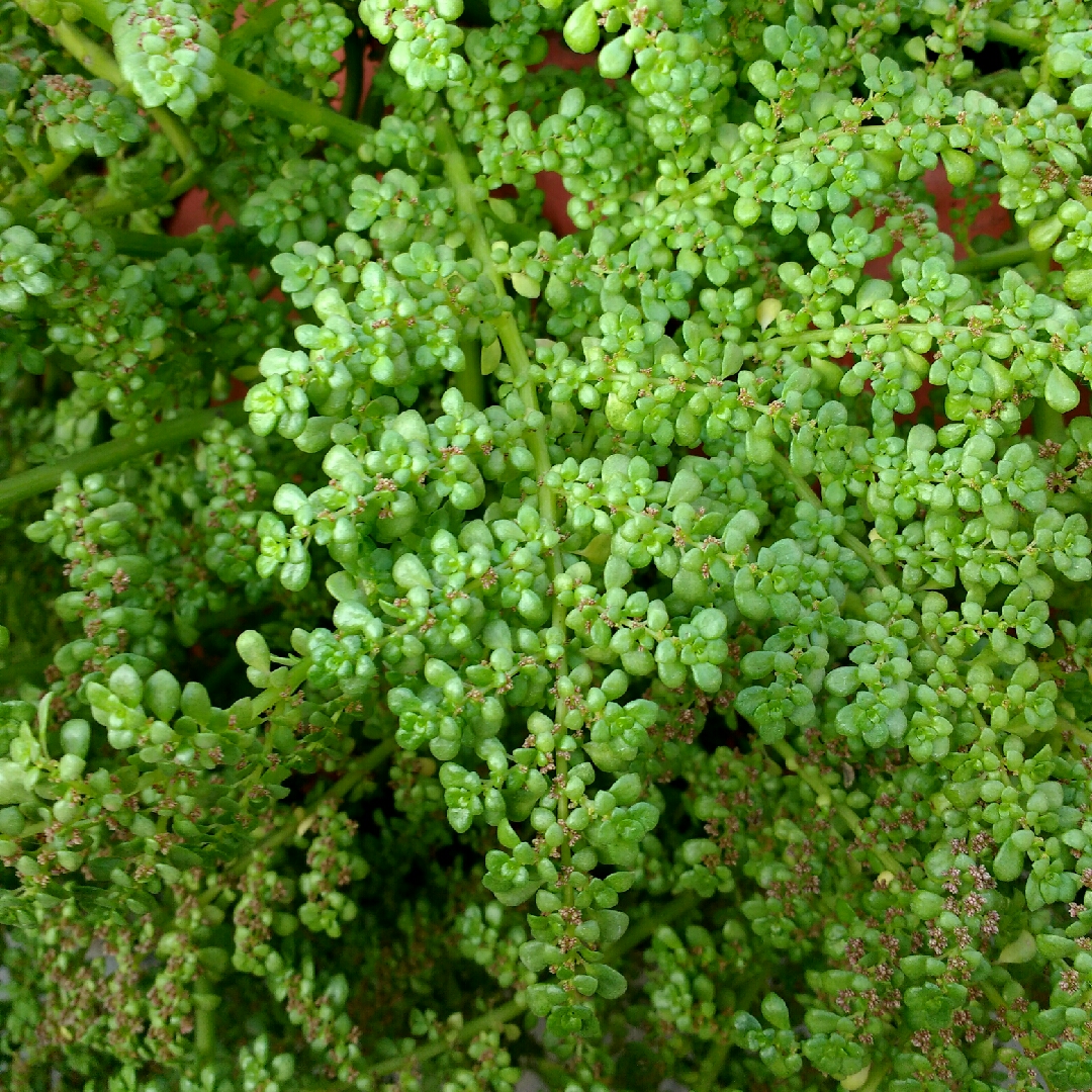 Pilea Microphylla