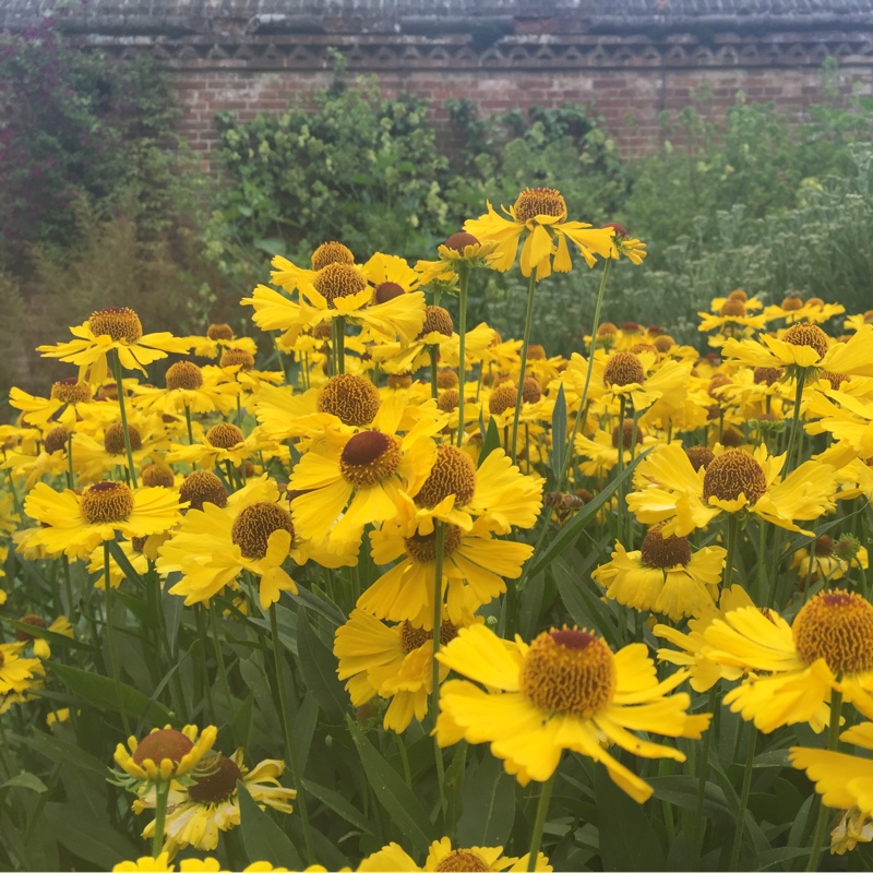 Helenium Fata Morgana in the GardenTags plant encyclopedia Sneezeweed Fata Morgana in the GardenTags plant encyclopedia